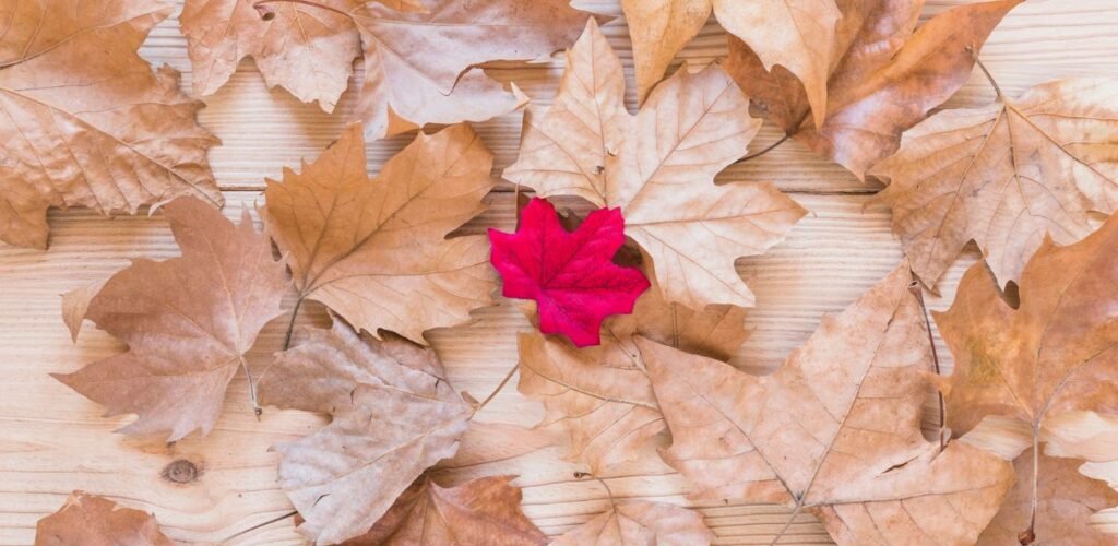 Folha vermelha entre folhas secas, simbolizando a menopausa precoce que acontece antes da idade esperada