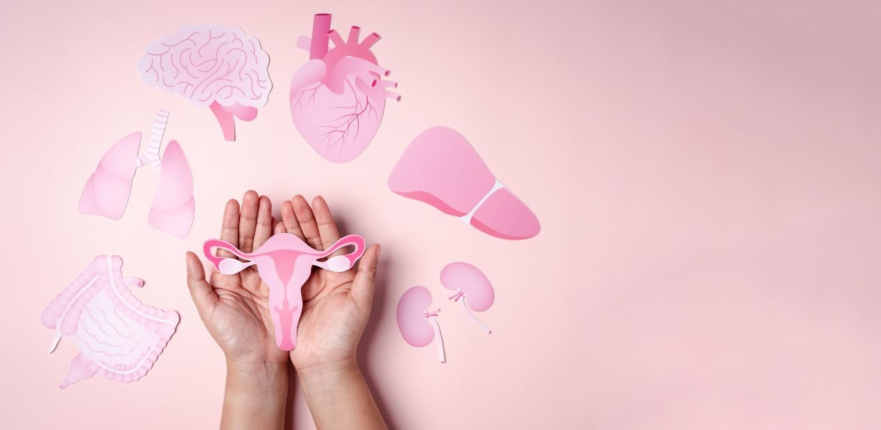 Menopausa quais os sintomas: mãos seguram recorte do útero enquanto cérebro, coração, fígado, rins, pulmões e intestino aparecem ao redor, sugerindo efeito sistêmico.