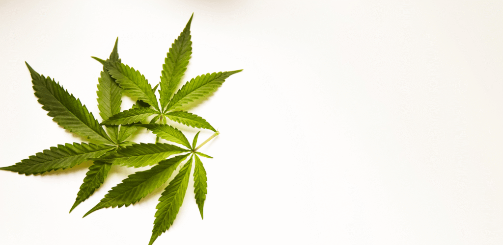 Folhas verdes de cannabis posicionadas à esquerda sobre fundo claro, com espaço vazio à direita