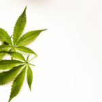 Folhas verdes de cannabis posicionadas à esquerda sobre fundo claro, com espaço vazio à direita