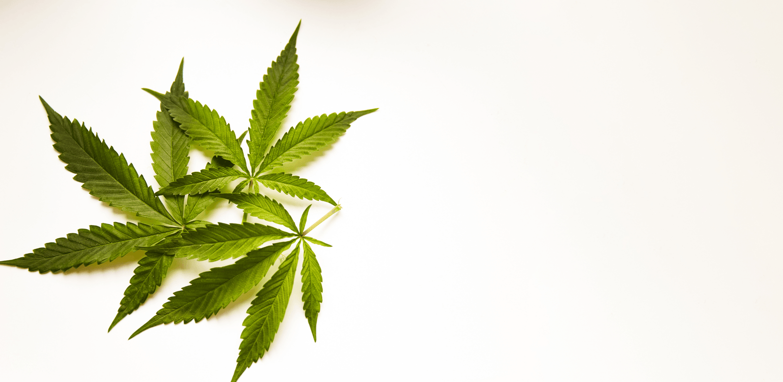 Folhas verdes de cannabis posicionadas à esquerda sobre fundo claro, com espaço vazio à direita