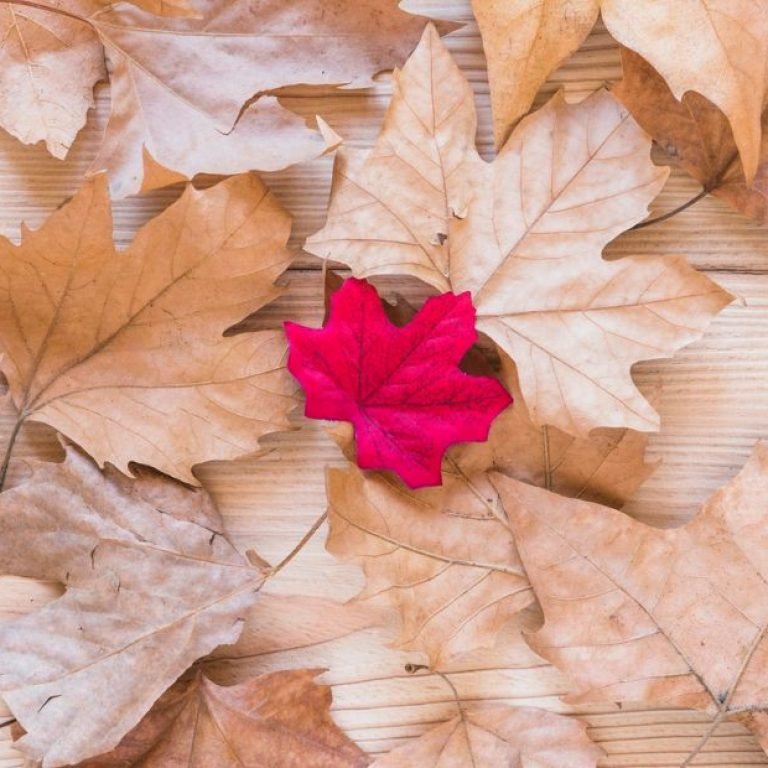Folha vermelha entre folhas secas, simbolizando a menopausa precoce que acontece antes da idade esperada